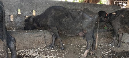 थंबनेल 2