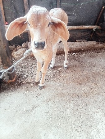 ગાય વેસવાનીસેવીયાણેલ