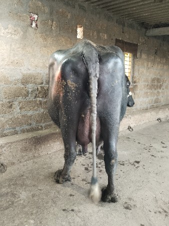 थंबनेल 3