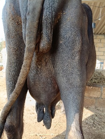 વેસવાની