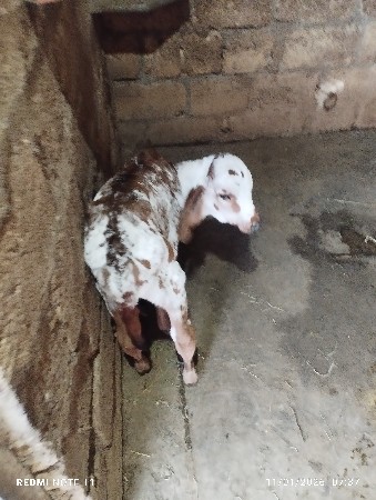 થંબનેલ 2