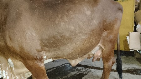 ગીર ગાય વેચવાની છે અસલ