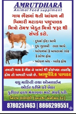 આંચળ ની બીમારી માટે આયુર્વેદિક