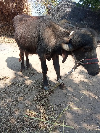 પાડી વેચવા ની છે