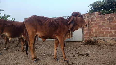 थंबनेल 2