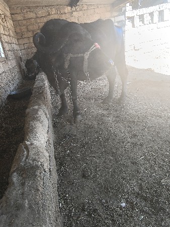 थंबनेल 3