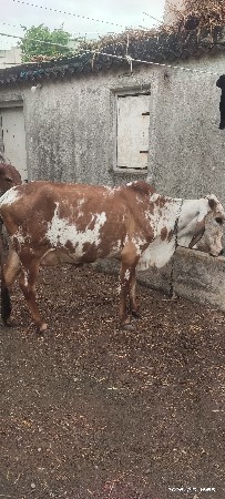 थंबनेल 3