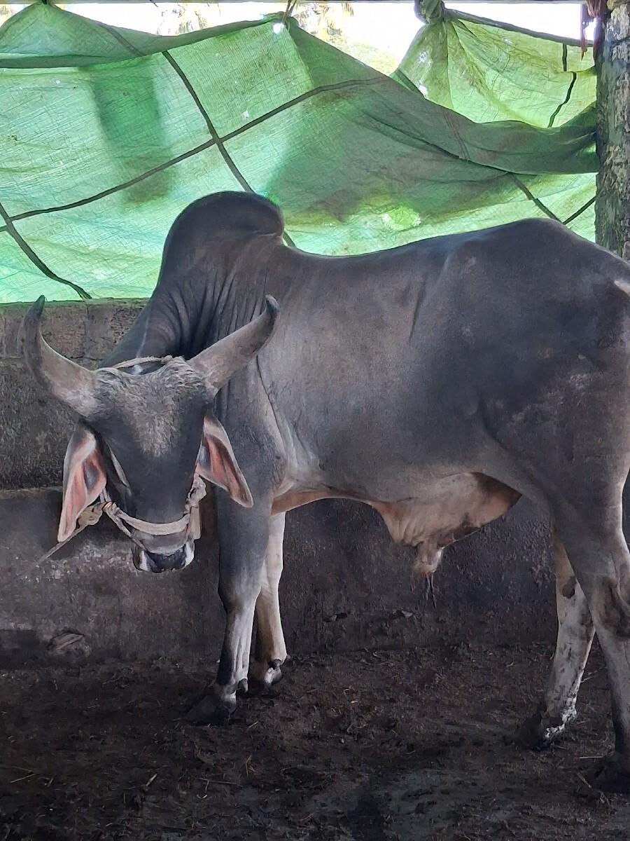 थंबनेल 2