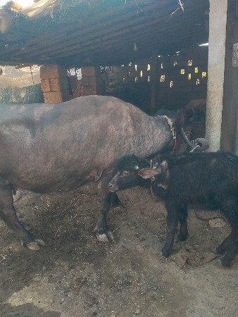 थंबनेल 3