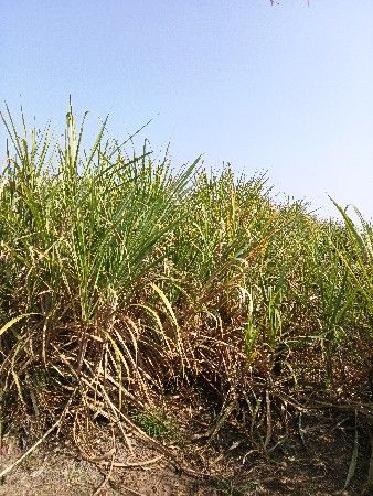 શેરડી વેચવાની છે