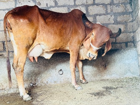 થંબનેલ 4