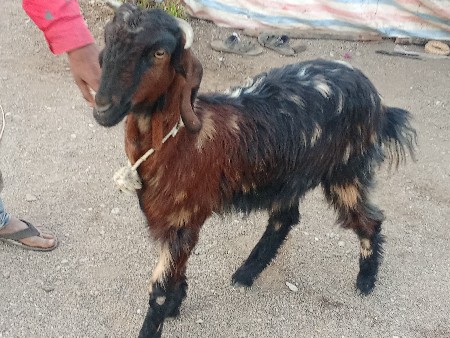 थंबनेल 2