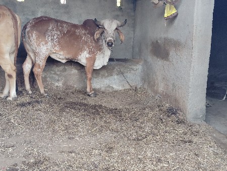 દેશી ગીર હોડકી વેચવાની છે