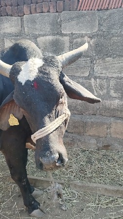 આ ગાય વેચવાની છે