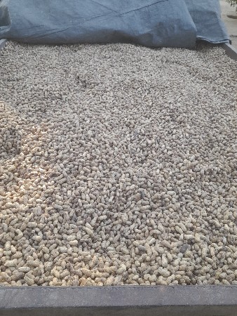 બીયારણ મગફડી