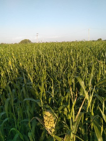 थंबनेल 3