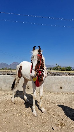 આ વછેરી વેચવાની છે