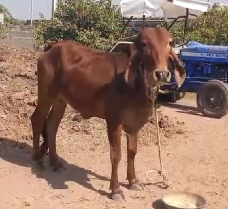 थंबनेल 2