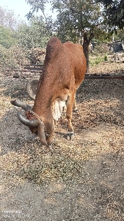 2બીજી વાવણી હાથે છે