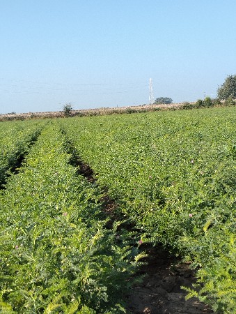 थंबनेल 3