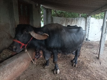 थंबनेल 2