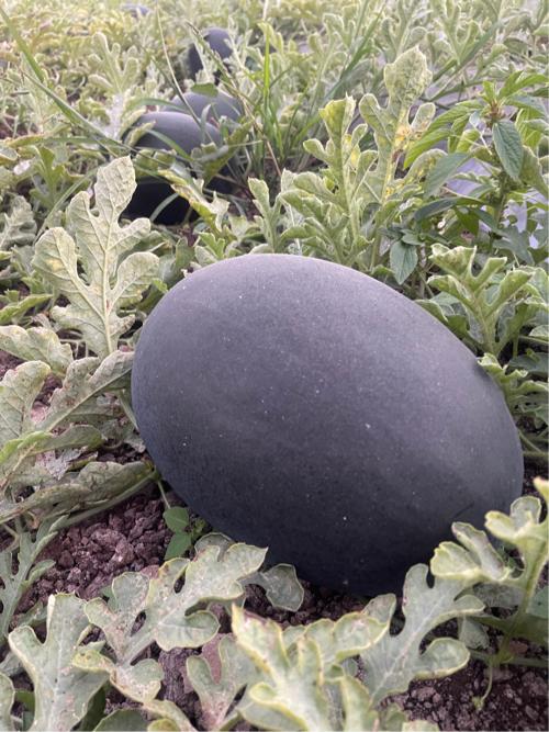 તરબૂચ તૈયાર છે