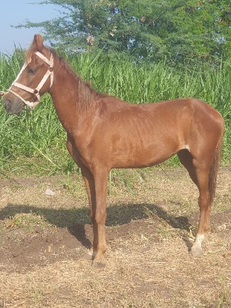 थंबनेल 3