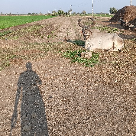 બળદ વેચવાનો છે