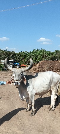 બળદ વેચવા નો છે
