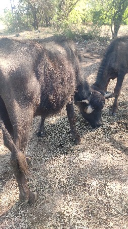 ખડેલું વેચવાનું છે