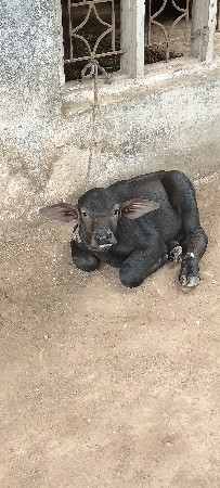 ભેંસ લેવાની છે