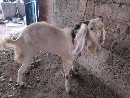 બોકડો વેચવાનો છે