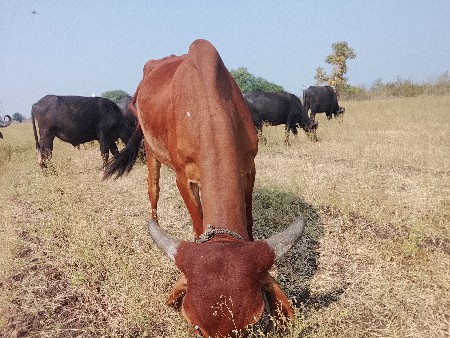 ગાય ના સાટા કરવા ના છે ઘોડી કે ઘોડો
