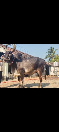 थंबनेल 2