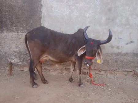 थंबनेल 3