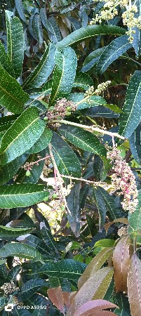 કેસર કેરી નો ઇજારો દેવાનો છે .