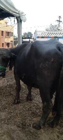 ગિર ભેંસ વેચવાની છે