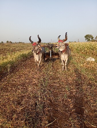 थंबनेल 3