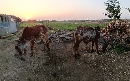 थंबनेल 2