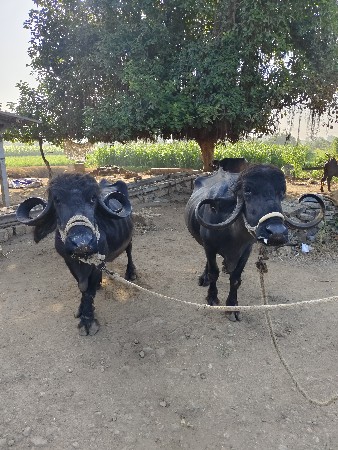 ભેંસો વેસવાની છે