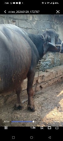 ભેંસ વેચવાની છે