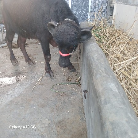 थंबनेल 2