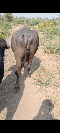 थंबनेल 2