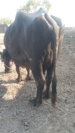 थंबनेल 2