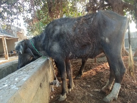 આ ખડેલું વેચવાનું છે