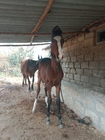 थंबनेल 2