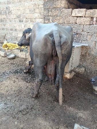 थंबनेल 2