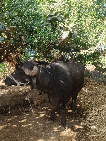 थंबनेल 3