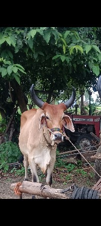 વઢીયારો માંકડો ગોઢલો લેવાનો છે