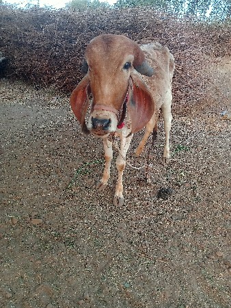 थंबनेल 2